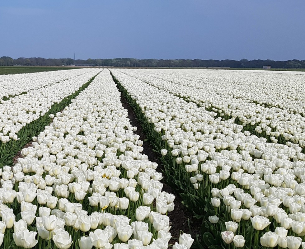 Bloemenvelden(1).jpg