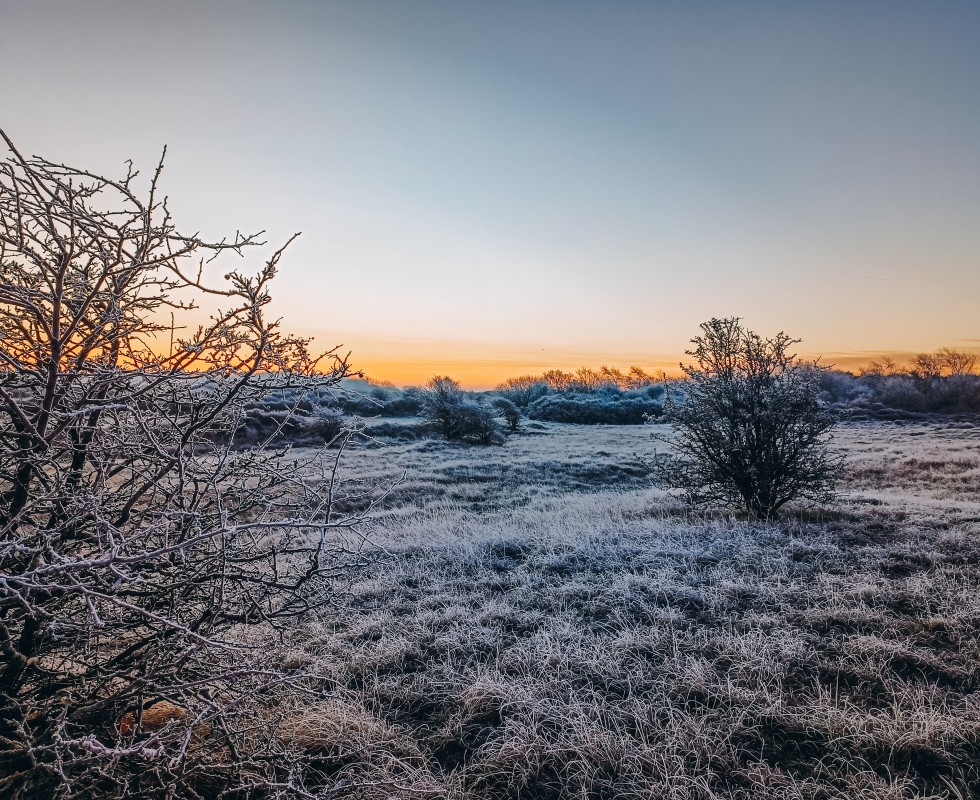 Winter duinen 1 - Egmond aan zee