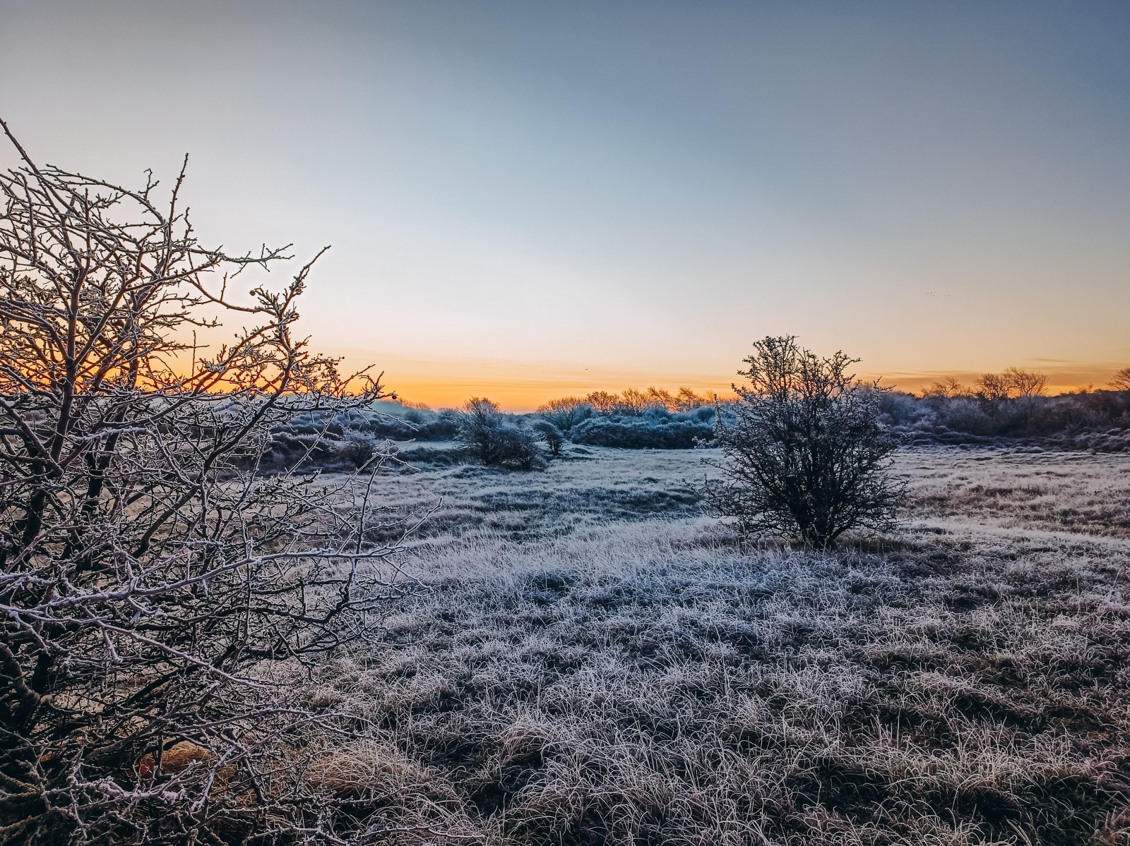 Winter duinen 1 - Egmond aan zee