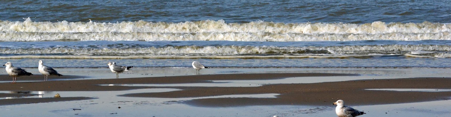 Strand(1).jpg