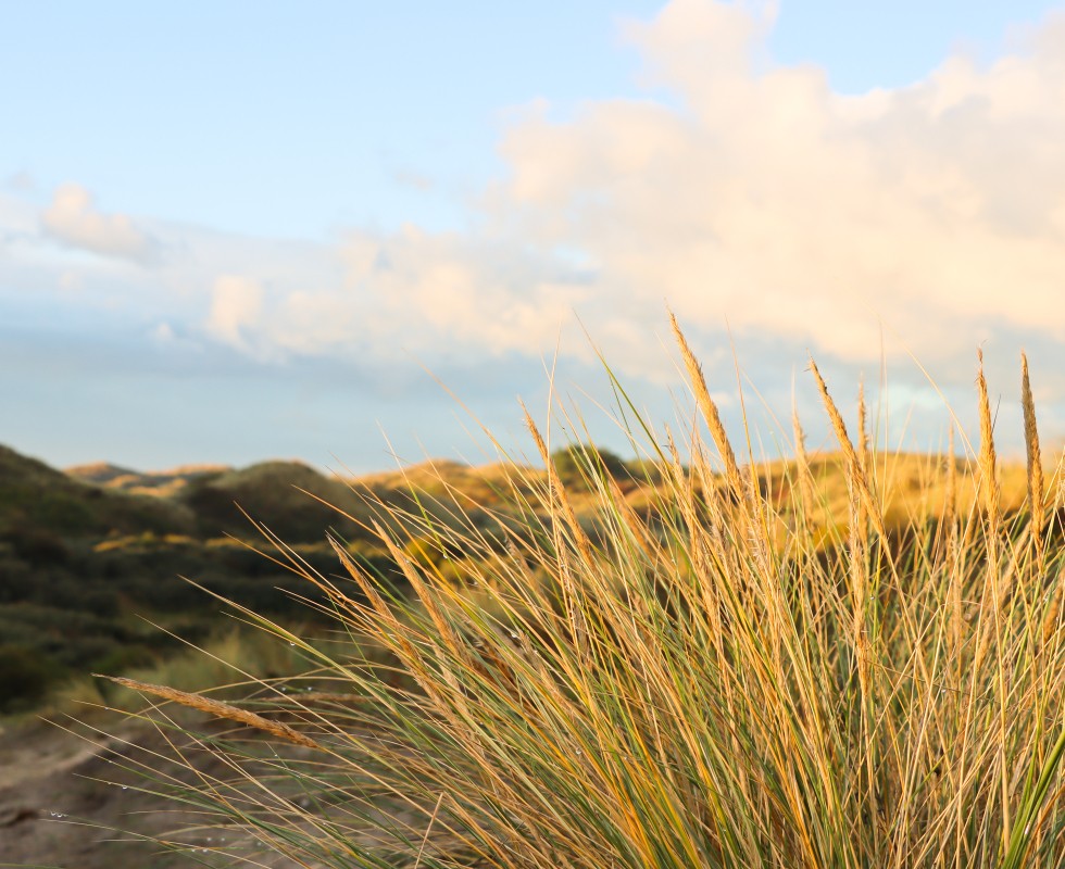 Duinen_najaar02.jpg