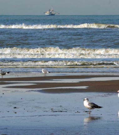 Strand(1).jpg